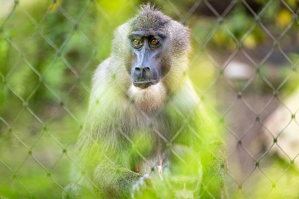 Tierfotografie-Zaun-ausblenden Tierfotografie im Zoo
