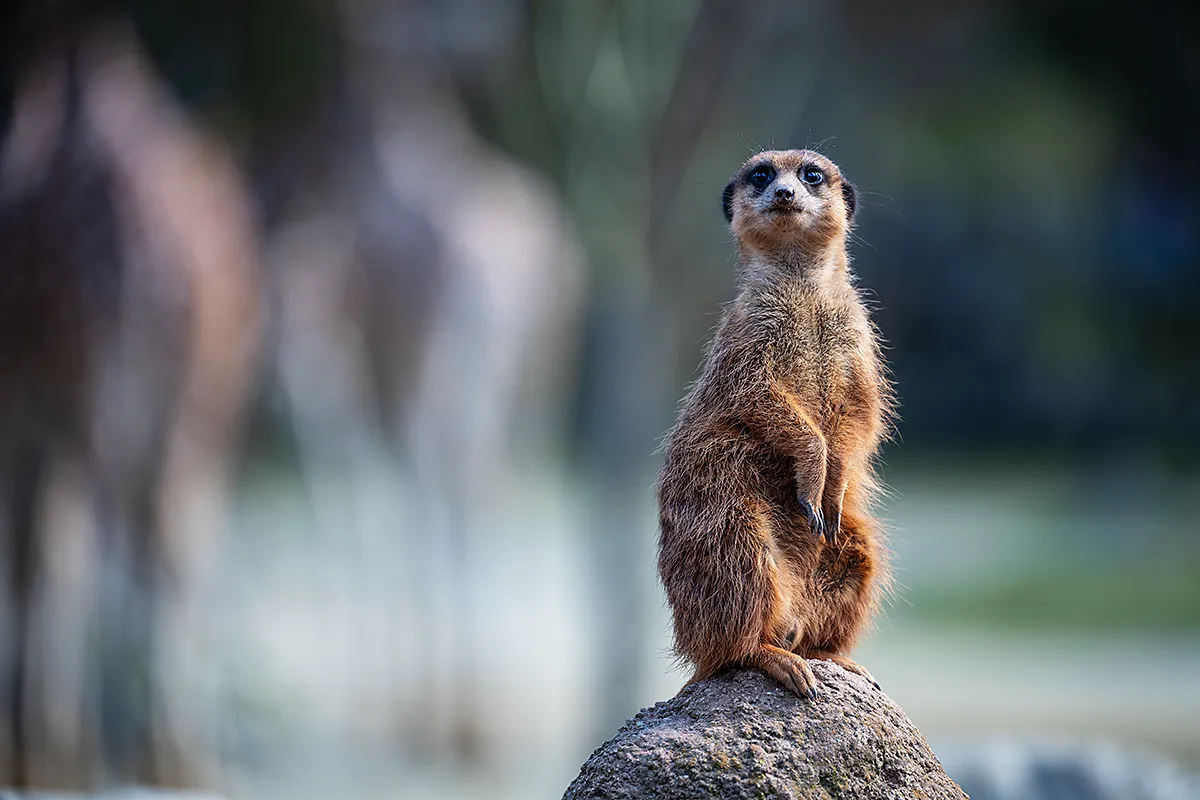 Tierfotografie-Zoo-Objektiv Tierfotografie im Zoo