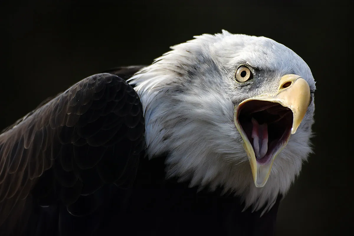 Zoofotografie-Tipps